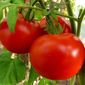 Photo Quels rêves de tomates?