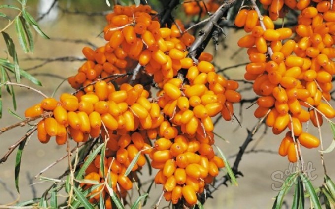 Mar Buckthorn-Planting-and-Care-in-600x376