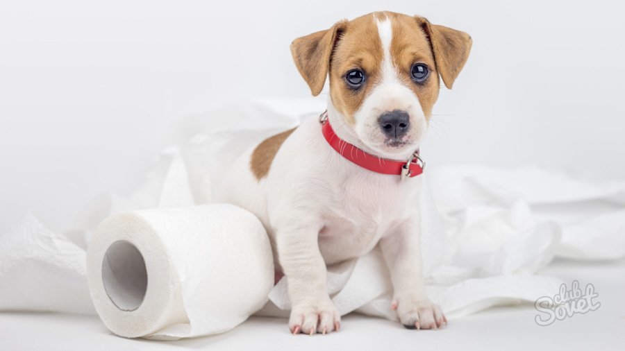 How to teach a puppy to the toilet?