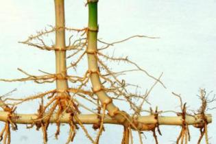 Как да се разграничи коренище от корена