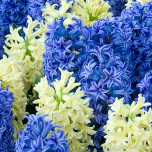 Fotografija kako rastu hyacinths