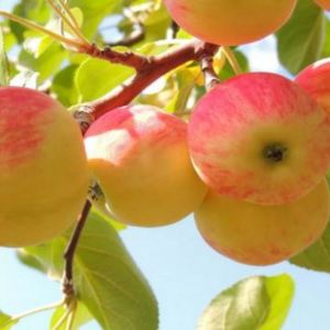 Che nutrire l'albero di melo