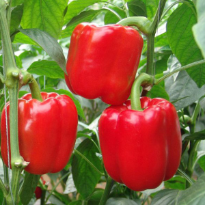 Πώς να καλλιεργήσετε σπορόφυτα πιπεριού