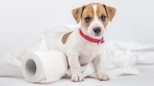 როგორ ასწავლიან puppy ტუალეტის?