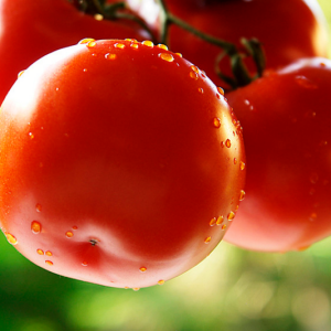 Foto hur man vattnar tomater