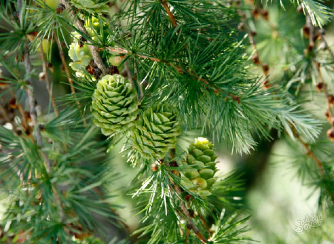 How to plant a pine