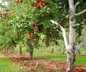 რა ოცნება ვაშლის ხე?