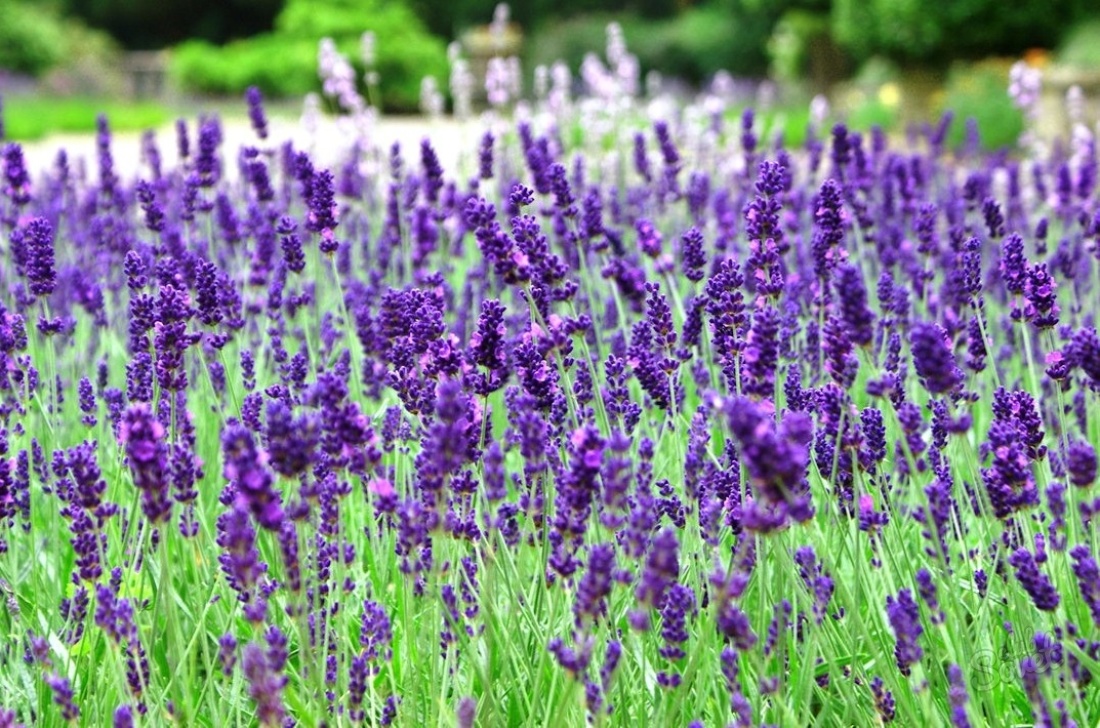 Cara menanam lavender di negara ini
