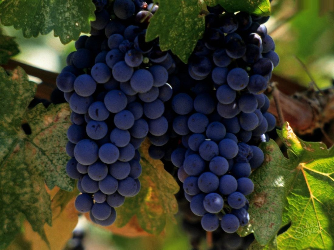Co można zrobić z winogron na zimę
