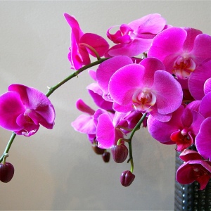 Foto, wie man Orchidee schickt