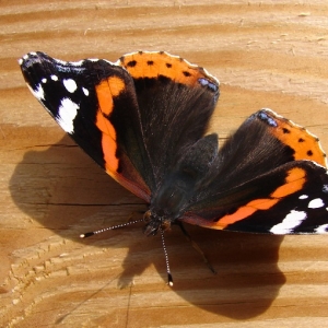 Stock fotografie Butterfly letěl do domu nebo bytu - znamení