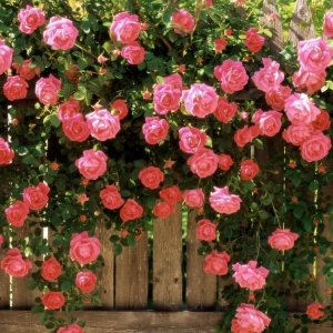 Stock Foto Jak rosnąć mnóstwo róża