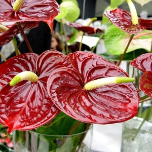 Photo How to care for anthurium