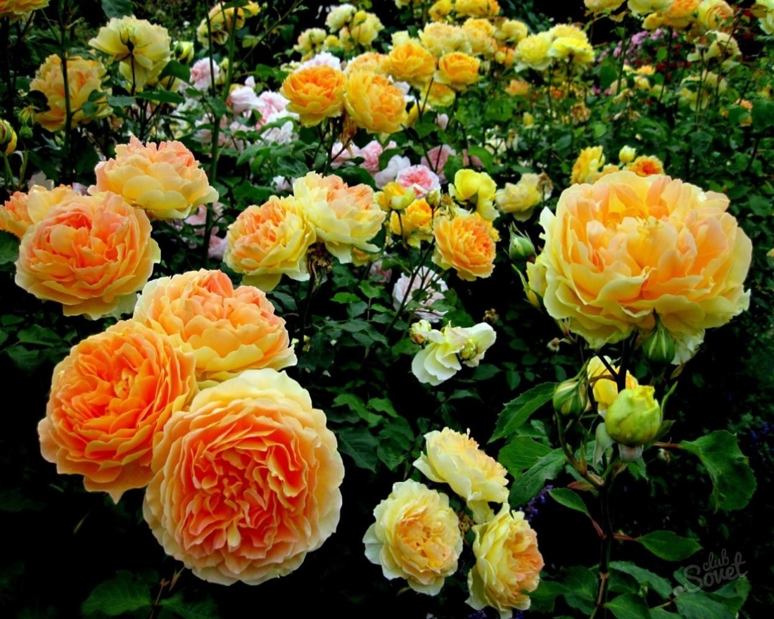 What to fertilize roses