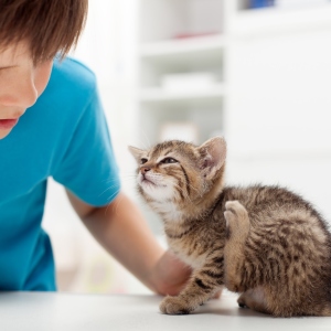 Photo how to bring flea from a kitten