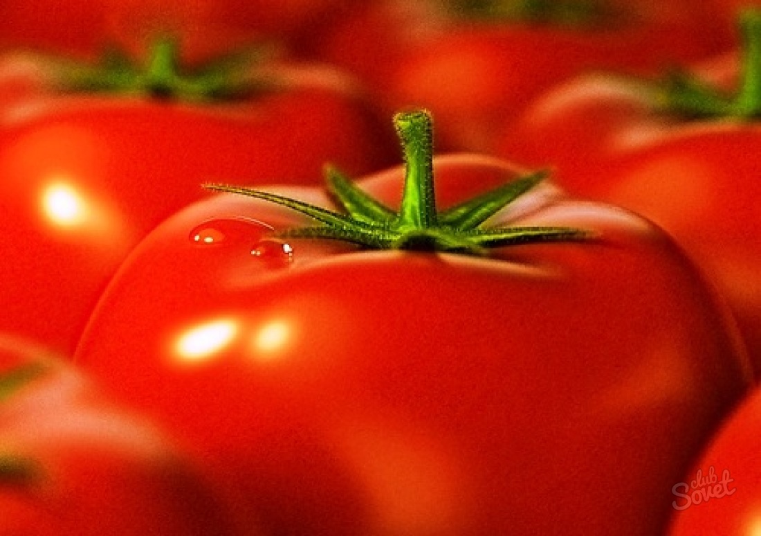 كيفية رعاية الطماطم