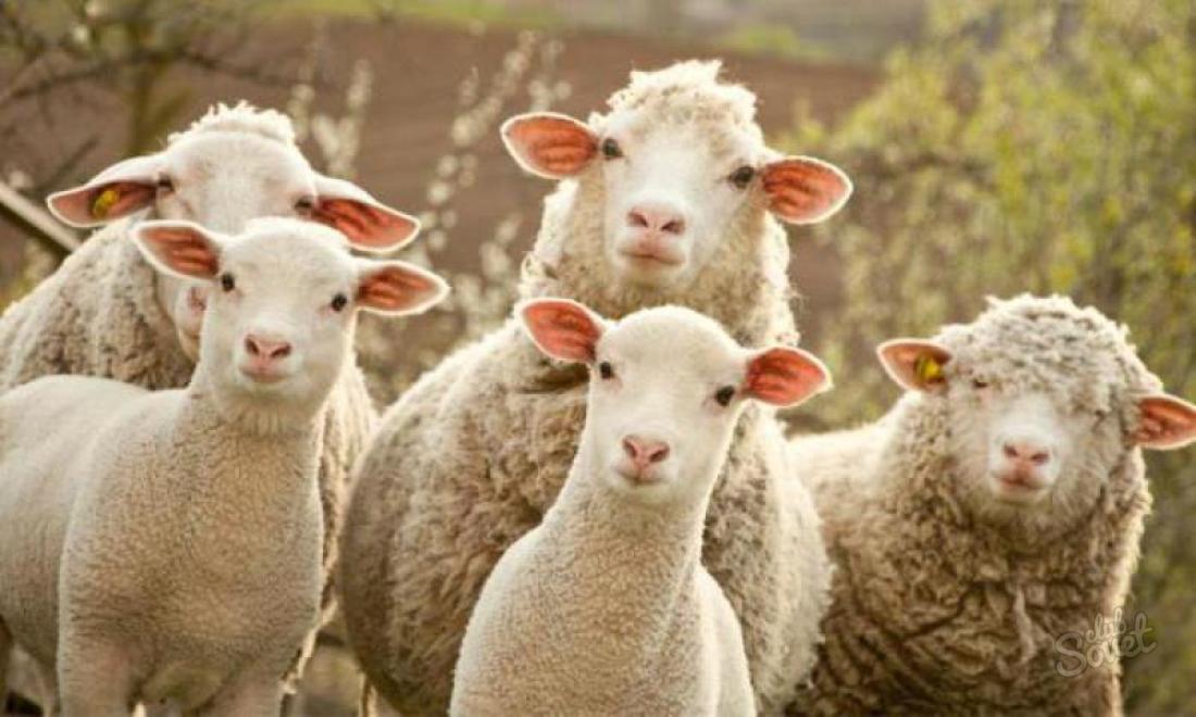 К чему снятся овцы?