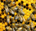 Wie man einen Rahmen für den Bienenstock macht