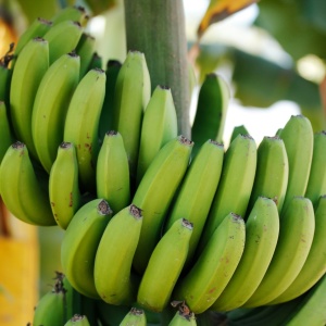 Como salvar bananas