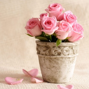 Foto Cara Root A Rose dari Bouquet