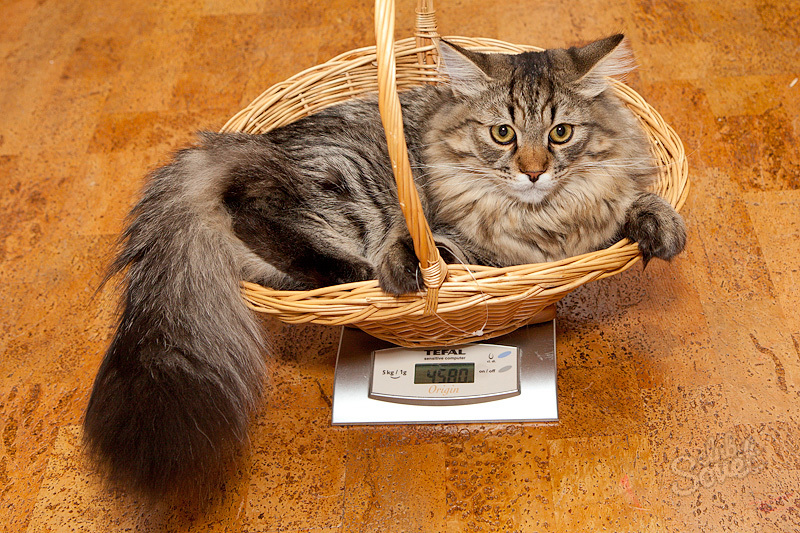 Весы для кошек купить. Взвешивание кота. Котик взвешивается. Котик на весах. Смешные коты весы.