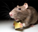 چگونه از شر موش ها در آپارتمان خلاص شوید