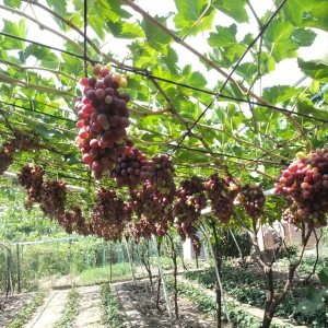 Kako smanjiti i skrivanje grožđe