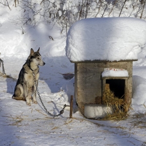 Photo How to insulate a dog booth