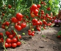 Cara menanam tomat