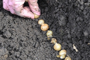 How to plant onion north