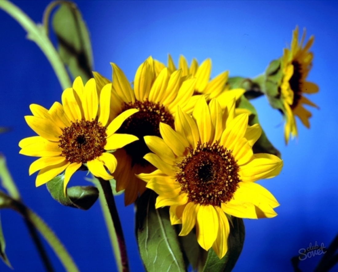 How to plant Sunflower