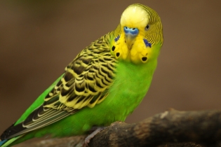 Jak zkrotit vlnitý papoušek