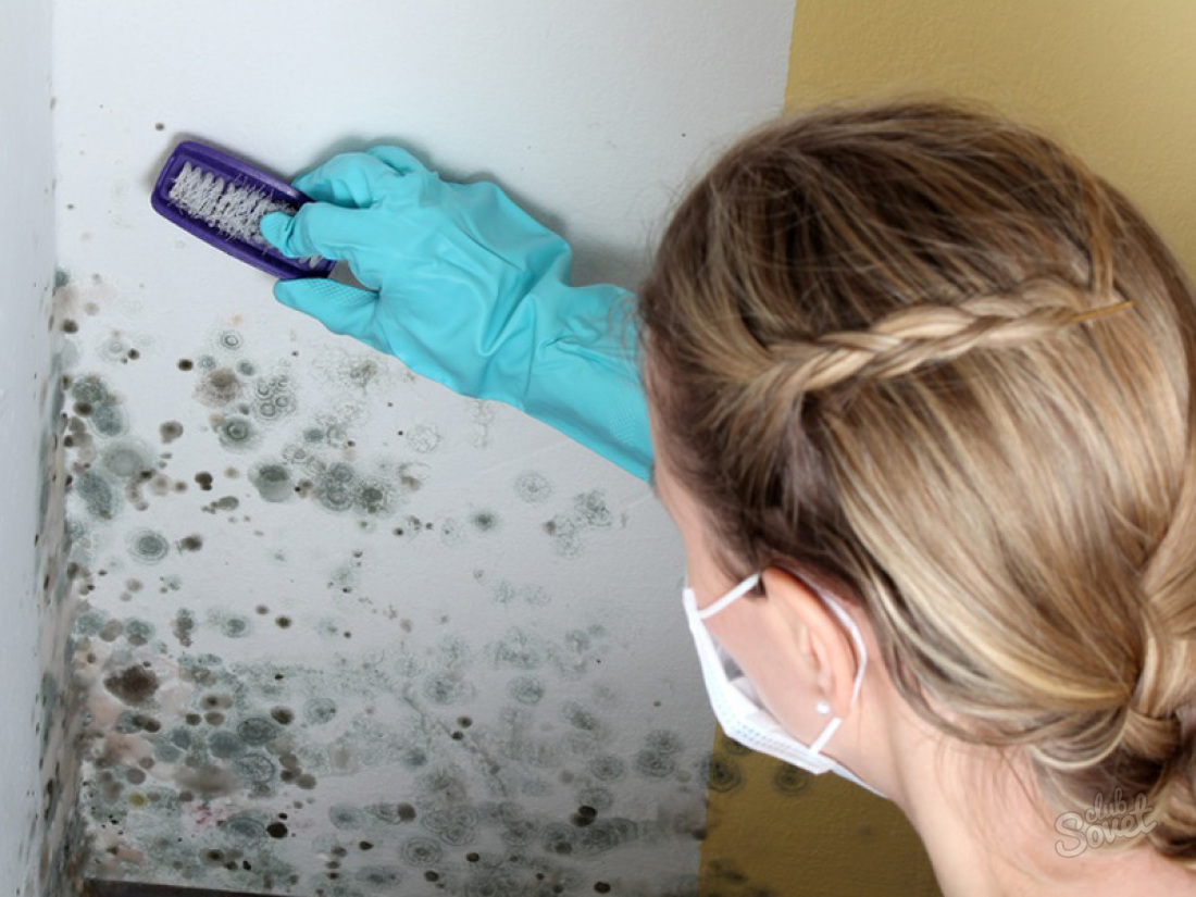 How to get rid of fungus on the walls