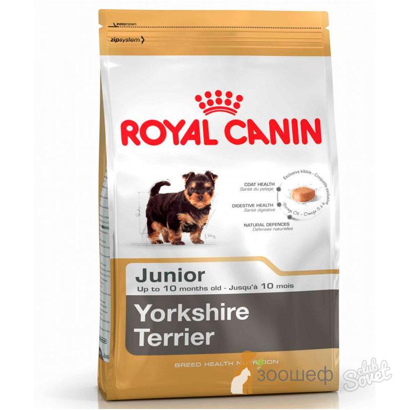 Do que alimentar Yorkshire Terrier