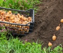 كيفية زرع البطاطا مع الألياف