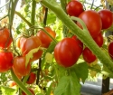 Como crescer mudas de tomates