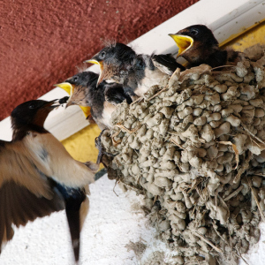 Фото гнездо под крышей дома - примета