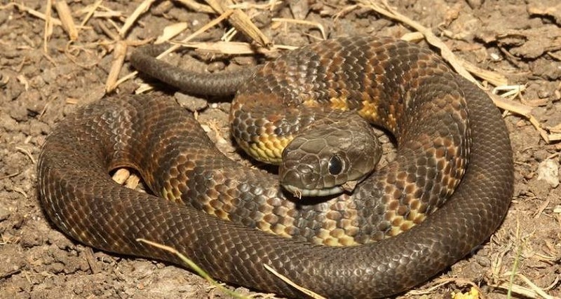 Kaplan yılanı