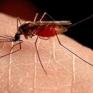 Как да помажем за ухапване от комар?