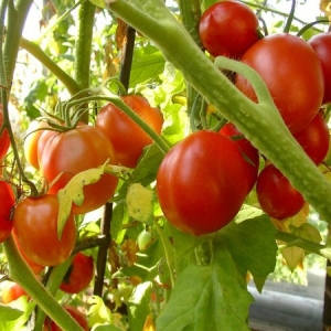كيف تنمو شتلات الطماطم