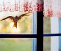 Pássaro voou pela janela - sinal