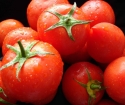 Jak se vypořádat s škůdci rajčat