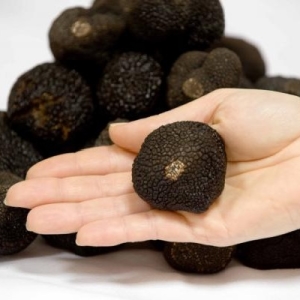 Cara menumbuhkan truffle