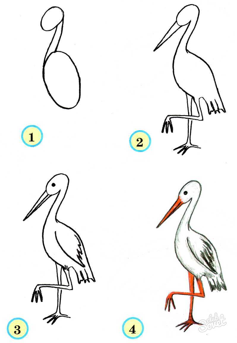 Comment dessiner de la volaille