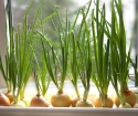 วิธีการเติบโตบ้านหัวหอมสีเขียว