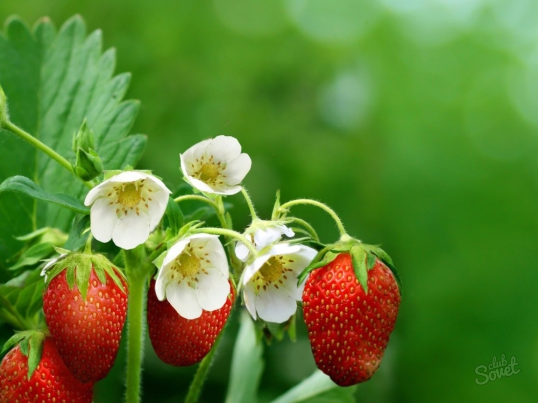 Than to bother strawberries while flowering