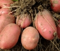 Jak sadzić ziemniaki
