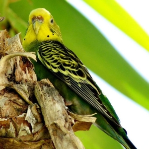 Фото как определить пол у волнистого попугая