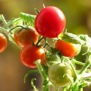Kako rastu rajčice na balkonu