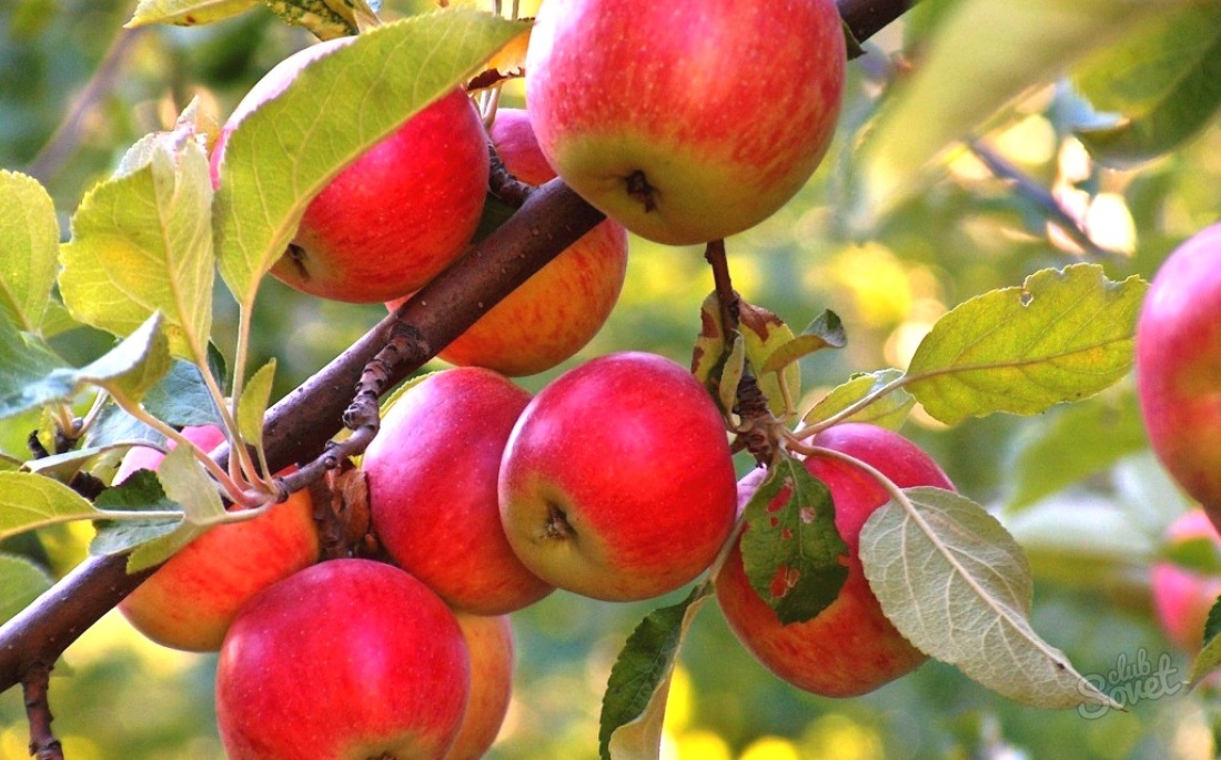 Come piantare un albero di mele in autunno